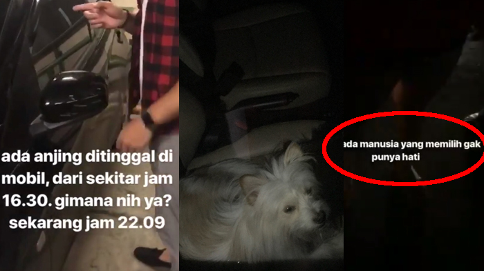 Viral Anjing Ditinggal Selama 8 Jam di Dalam Mobil, Respons Sang Pemilik Bikin Geram!