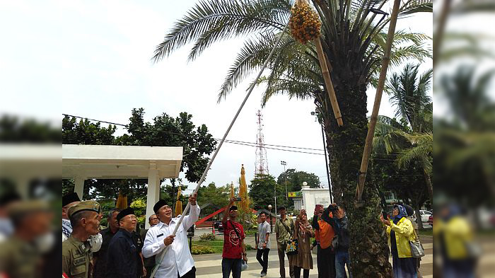 wali-kota-tasikmalaya-budi-budiman-panen-kurma-di-halaman-masjid-agung-2622020.jpg