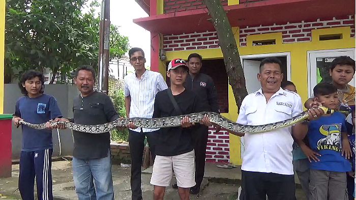warga-cianjur-menangkap-ular-sanca-senin-2242019-malam.jpg