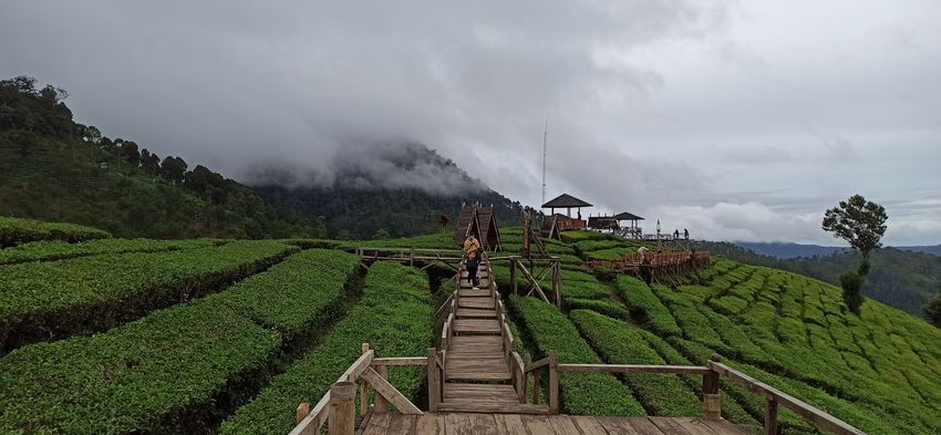 Wisata Wayang Windu Panenjoan, Segarkan Mata dengan Hamparan Kebun Teh Bak Permadani