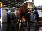 20250607_GANI_Sapi_Prabowo_04.jpg