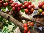 20251001_GANI_Kopi_Exselsa_06.jpg
