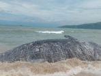 Paus Berukuran Raksasa Tewas Terdampar di Pantai Geopark Sukabumi Ditemukan Nelayan