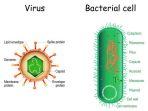Ilustrasi-virus-dan-bakteri.jpg