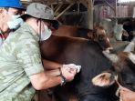 Kepala-DKP3-Kota-Sukabumi-Andri-Stiawan-menyuntikan-vitamin-ke-sapi.jpg