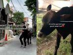 Kisah-Pria-Lampiaskan-Patah-Hati-Beli-Sapi-Jadi-Cuan.jpg
