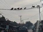Monyet-Kampung-Cibeureum-Desa-Sadu-Kecamatan-Soreang-Kabupaten-Bandung.jpg