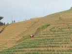 Objek-wisata-Terasering-Panyaweuyan-di-Majalengka-Senin-25122023.jpg