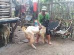 Otim-peternak-kambing-etawa-a.jpg