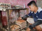 Para-pedagang-telur-ayam-saat-membereskan-dagangan.jpg