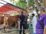 Pemeriksaan-Sapi-Limosin-Indramayu-PMK.jpg