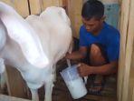 Pengelolaan-susu-saanen-di-peternakan-Salamah-Farm-di-Purwakarta-Kamis-2132024.jpg