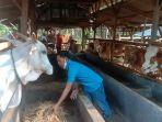 Peternak-Sapi-Cibogo-Subang.jpg