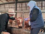 Petugas-DKPP-Kota-Bandung-memvaksin-sapi.jpg
