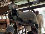 Petugas-DKPPP-Kota-Cirebon-saat-memberikan-vitamin-ke-sapi.jpg