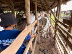 Petugas-saat-melakukan-vaksinasi-sapi-di-kadang-peternak.jpg