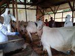Petugas-vaksinator-dari-Disnakan-Ciamis-sedang-memvaksin-sapi-milik.jpg