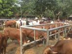 SIKOMANDAN-Program-Pemkab-Purwakarta-Tingkatkan-Populasi-Hewan-Ternak-Sapi-dan-Kerbau.jpg