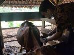 Sapi-sapi-yang-ada-di-peternakan-warga-di-Blok-Pancureundang-Tonggoh-Kelurahan-Babakan-Jawa.jpg
