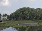 Sawah-yang-berlokasi-di-Kecamatan-Mangkubumi-Kota-Tasikmalaya-Jawa-Barat.jpg
