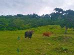 Suasana-Banteng-Jawa-di-Savana-Banten.jpg
