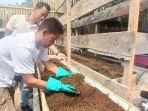 Tempat-Ngolah-Kotoran-Sapi-Jadi-Cacing-dan-Ka.jpg