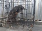 anjing-buduk-dikurung.jpg
