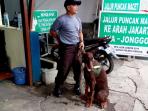 anjing-jenis-rootweller.jpg