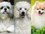 anjing-ras-shih-tzu-poodle-dan-pomeranian_20171125_121633.jpg