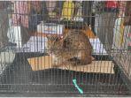 as-ad-kucing-hutan.jpg
