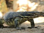 biawak-kadal-monitor_20170720_200631.jpg