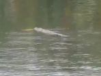 buaya-terkam-orang-buaya-terkam-pawang_20170918_092420.jpg
