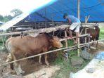 bursa-sapi-lokal-untuk-kurban-di-kota-tasikmalaya.jpg