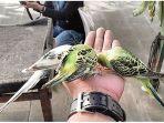 burung-parkit-australia-di-taman-beta-aviary-jumat-2162019.jpg