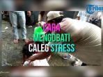 cara-mengobati-caleg-stres.jpg