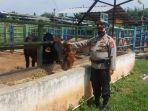 cek-ternak-sapi.jpg