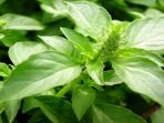 daun-kemangi-alias-surawung_20170315_191512.jpg
