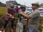 dedi-k-thamim-ikut-panen-padi.jpg