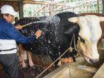 dedi-mulyadi-saat-memandikan-sapi.jpg