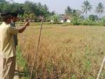 hama-wereng-dan-kekeringan-di-desa-cikondang-bojong-picung-cianjur_20150814_140047.jpg
