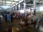 hewan-kurban-di-rph-ciroyom_20150924_130549.jpg