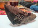 hui-megalodon.jpg