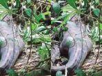 jabar/ibu-tewas-ditelan-ular-piton-di-Sidrap.jpg