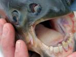 ikan-pacu-dengan-gigi-menyerupai-gigi-manusia2_20160812_193335.jpg