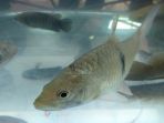 ikan_20171209_183008.jpg