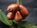jambu-air.jpg