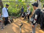 king-kobra-kayu-di-kepala.jpg