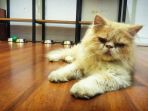 kucing-persia_20181025_222308.jpg