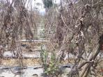 lahan-tanaman-tomat-lembang-kering_20151027_155100.jpg