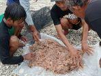 nelayan-di-sukabumi-milih-mencari-udang-rebon-di-pinggirl-laut-karena-cuaca-buruk.jpg